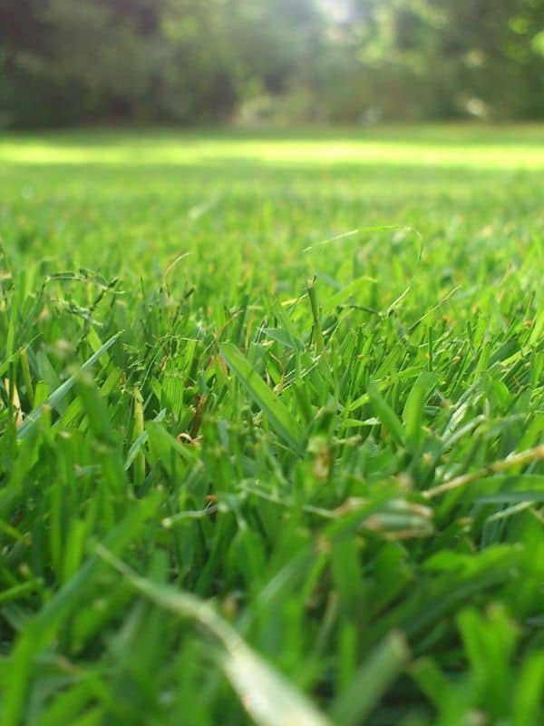 grass-cutting